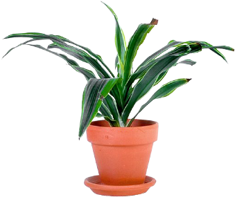 potted-plant-17.png